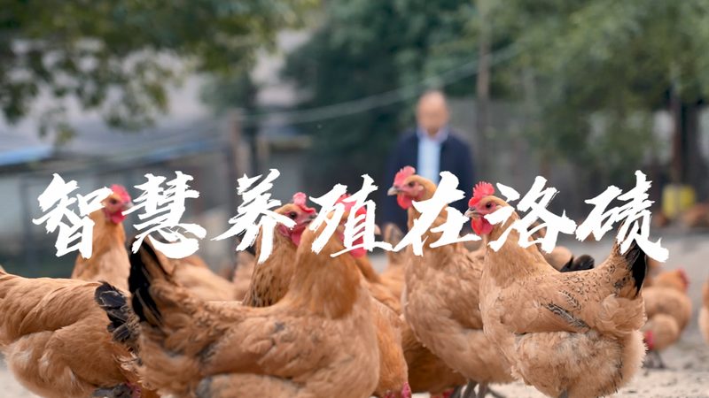 CDMO工艺流程报价：揭秘制药外包的透明之路